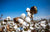 Growing Non-Toxic Organic Cotton Plant For Soft Baby Furnishings